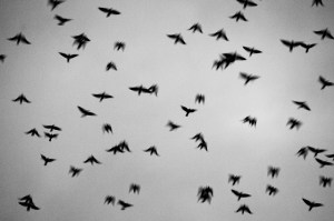 Bandada. Fotografía de ashraful kadir.