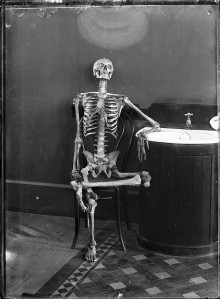 Esqueleto articulado sentado en una silla. 